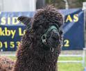 Alpaca 1
